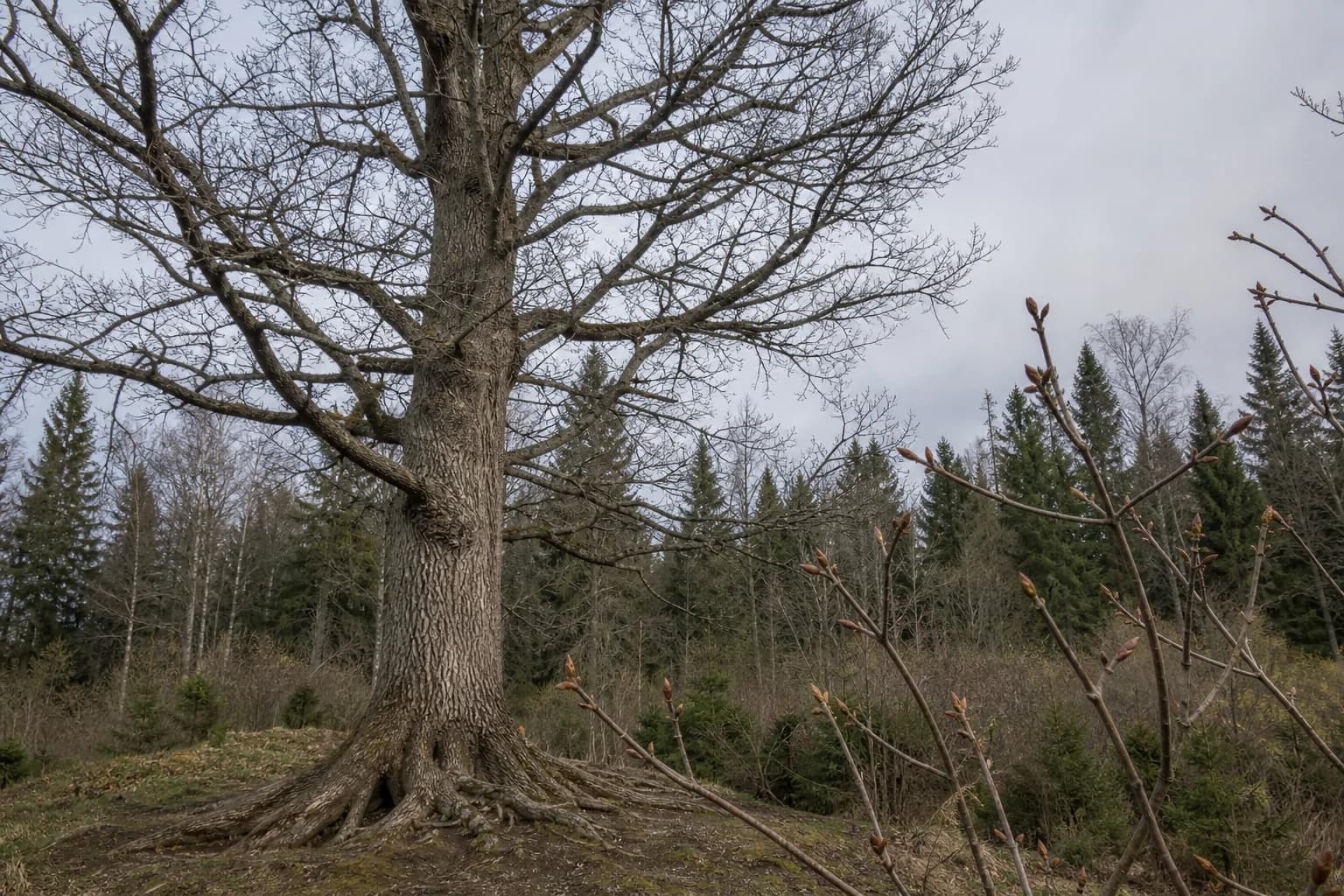 A naturalist comparing buds and bark on bare winter trees