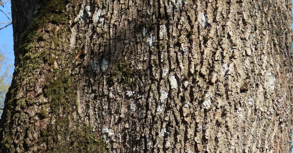 Close real photograph of mature European ash bark
