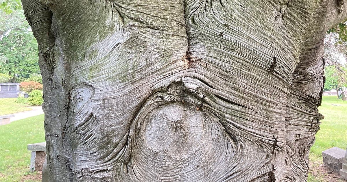 Smooth gray bark and natural markings on a mature beech
