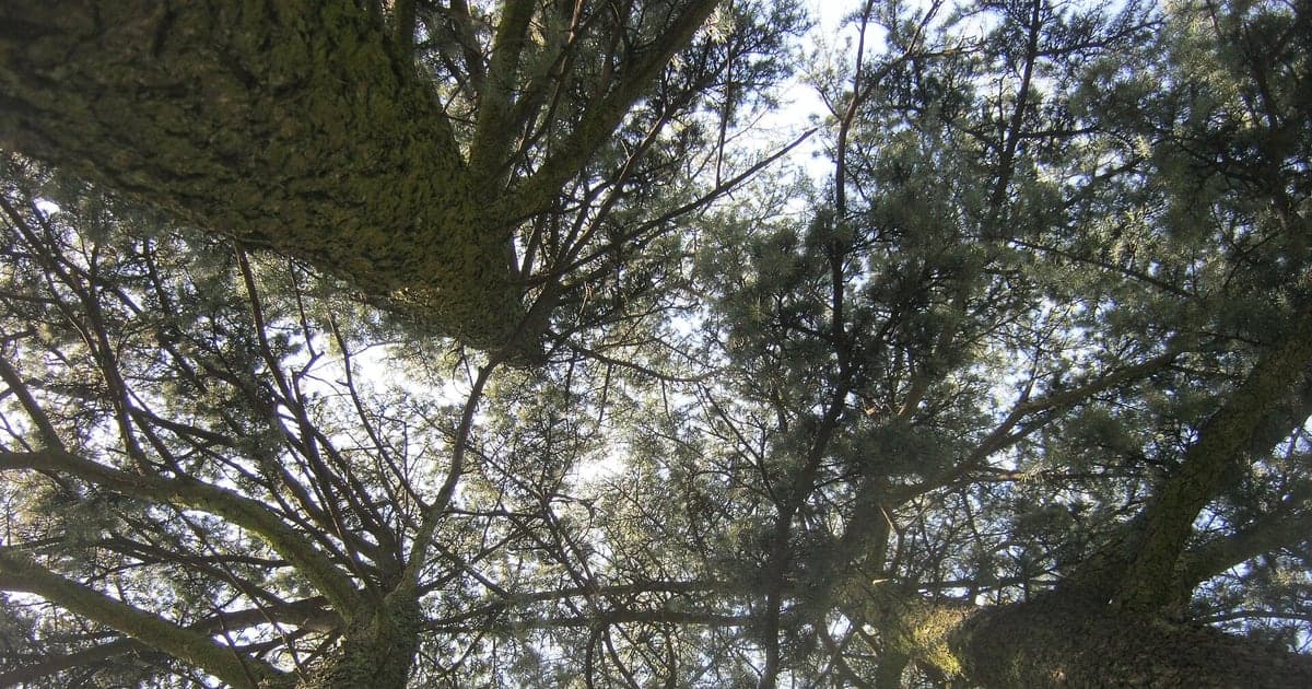 View through the dense green canopy of an Atlas cedar