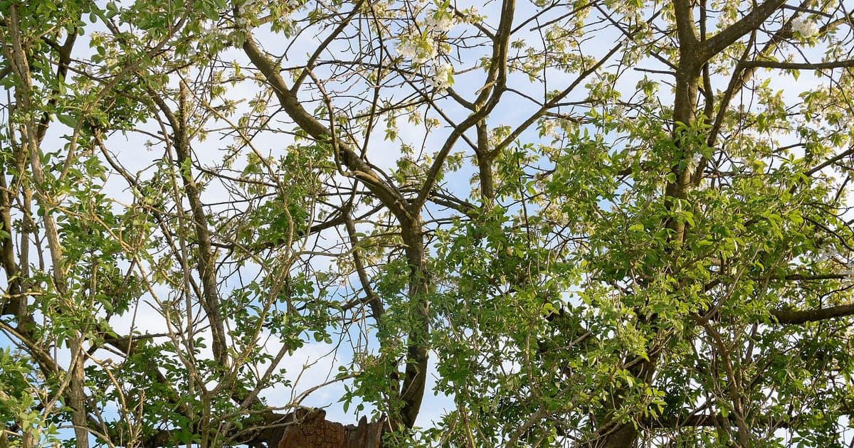 Real mature cherry tree covered with spring blossoms