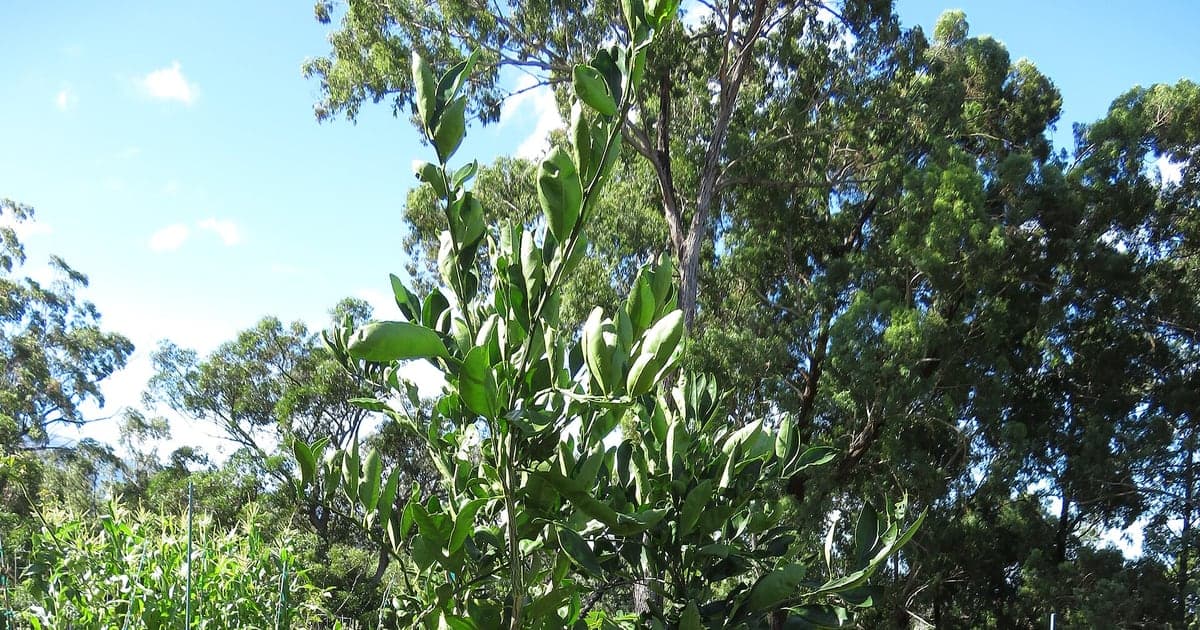 Young satsuma citrus tree growing in a home orchard