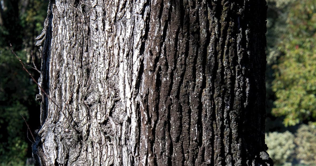 Close real photograph of the furrowed bark of an elm tree