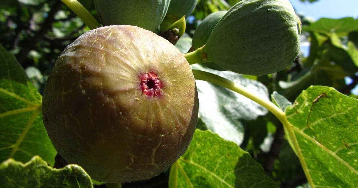 Ripe fig fruit among green leaves on a real fig tree