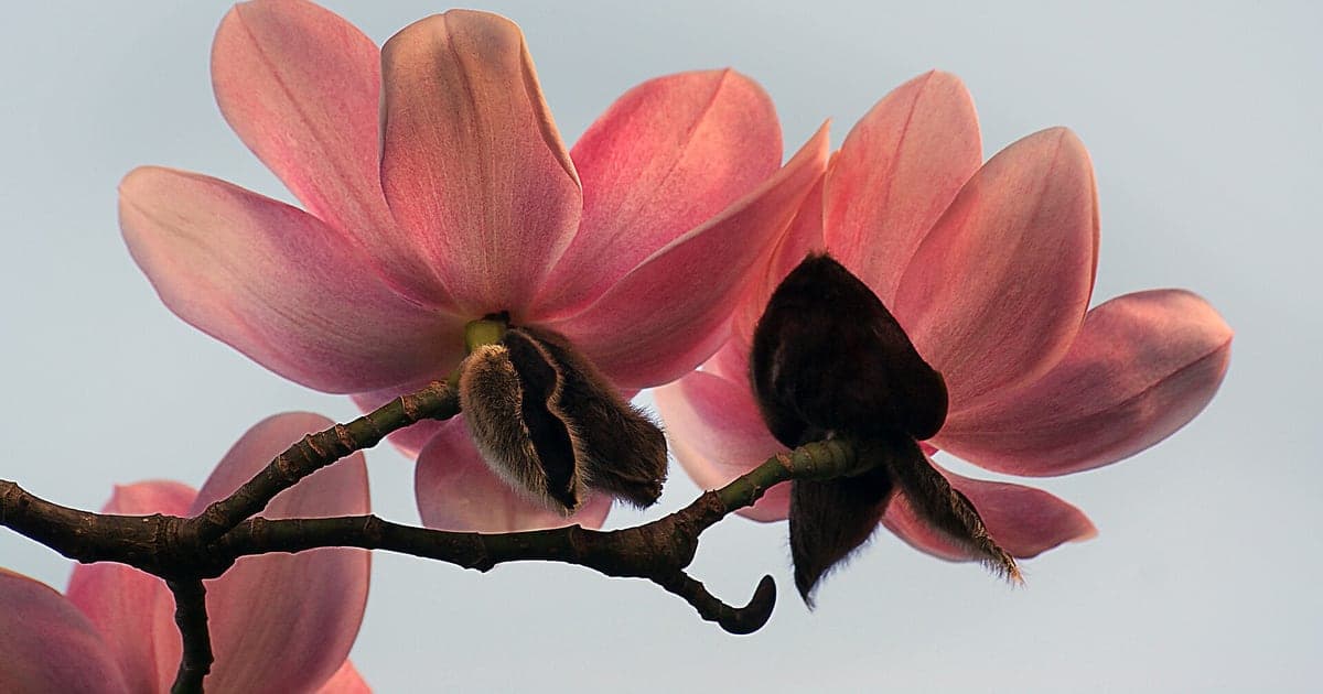 Pink Campbell magnolia blossoms on a real tree branch
