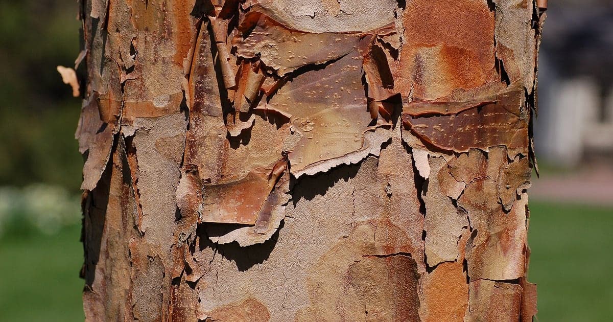 Close real photograph of peeling paperbark maple bark