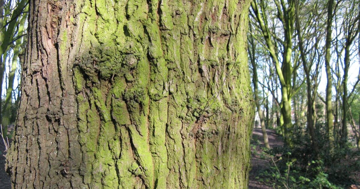 Real oak trunk with deeply ridged bark in a woodland