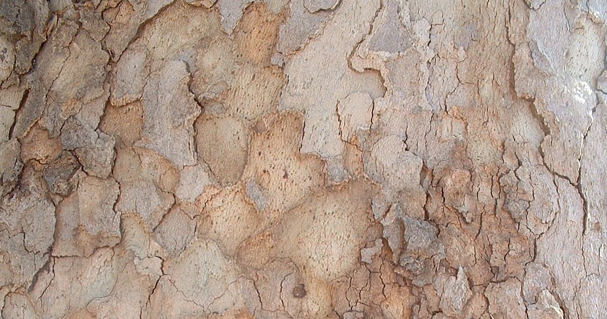 Close real photograph of mottled Oriental plane tree bark