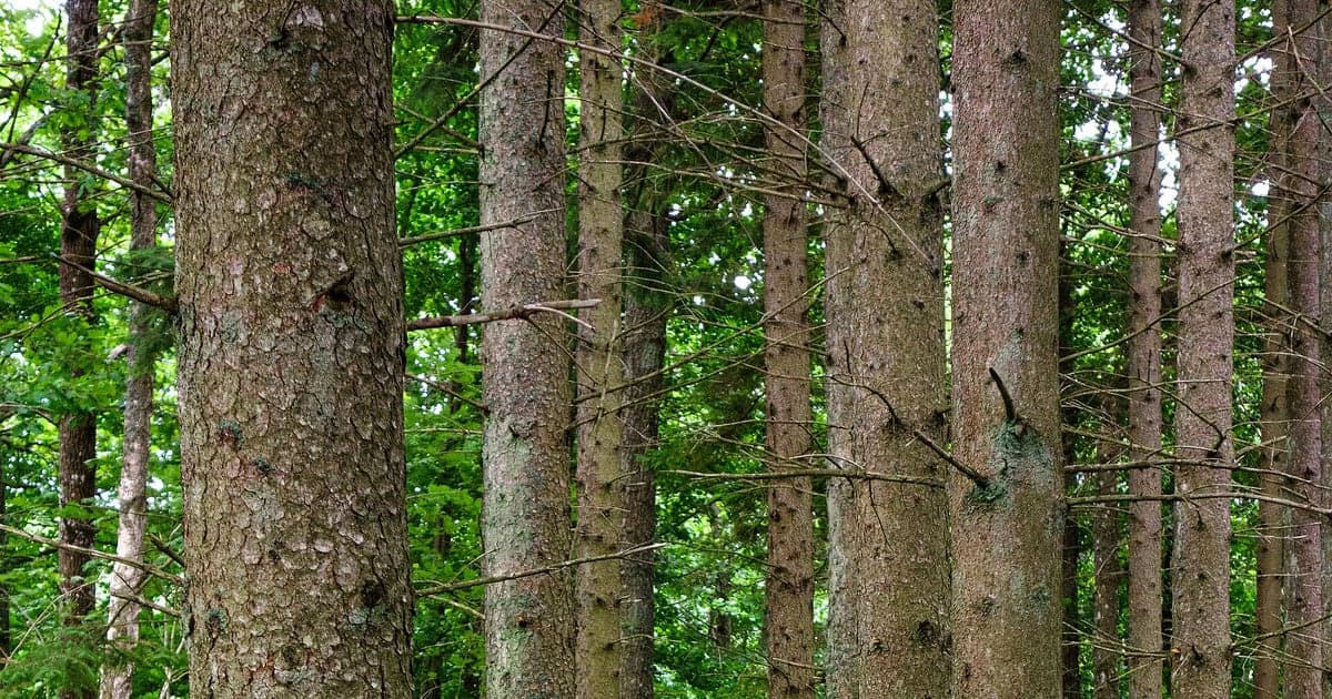 Real spruce trunks standing together in a green forest