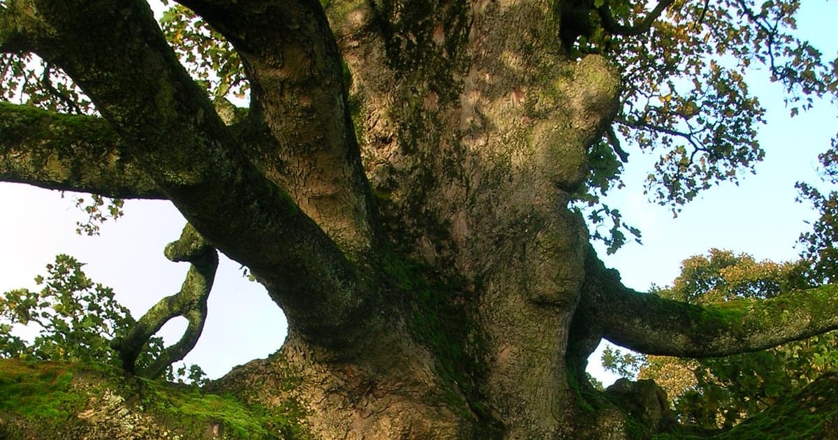 Wide mature sycamore trunk beneath its leafy canopy