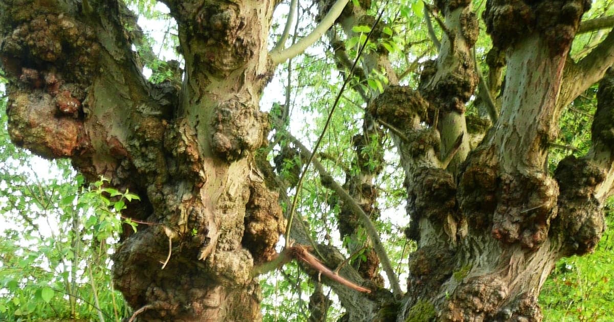 Contorted mature willow trunks beside a towpath